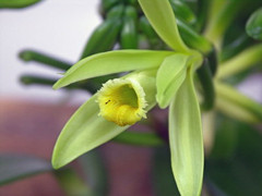 河南金葉香料-香莢蘭提取物